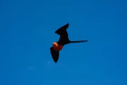 Fregattvogel in der Luft.