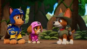 v.li.: Chase, Skye, Tracker