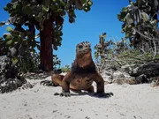 Meeresechse am Strand auf dem Weg zum Meer.