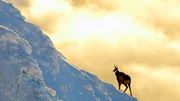 Die G&auml;msen der Tatra sind &Uuml;berlebende der Eiszeit und bilden in den Bergen der Tatra sogar eine eigene Unterart.