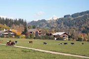 In Meg&egrave;ve bringen Pferde mit der Kraft ihres Galopps die Bergweiden zum Beben. Doch genauso trotten sie mitunter ruhig durch die Stra&szlig;en des franz&ouml;sischen Skiorts.