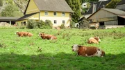 Kärnten ist bekannt für seine Almhütten. Die Kühe tragen große Glocken um den Hals und wenn sie sich bewegen, läutet es überall. Kärnten ist bekannt für seine Almhütten. Die Kühe tragen große Glocken um den Hals und wenn sie sich bewegen, läutet es überall.