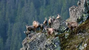 Kletterk&uuml;nstler &ndash; G&auml;msen kommen problemlos in den Felsen der Tatra zurecht.