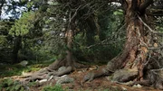 In der Hohen Tatra gibt es noch größere Bestände von uralten Zirbelkiefern. Manche sind bereits über 1000 Jahre alt. In der Hohen Tatra gibt es noch größere Bestände von uralten Zirbelkiefern. Manche sind bereits über 1000 Jahre alt.