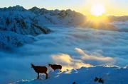 Leben &uuml;ber den Wolken &ndash; wie Schiffbr&uuml;chige haben G&auml;mse nach der Eiszeit im Hochgebirge der Tatra &uuml;berlebt und hier sogar eine eigene Unterart gebildet.