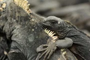 Kleine Galapagos-Meerechse. Kleine Galapagos-Meerechse.