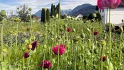 Die Gärtnerei "Blumen Kopf" bewirtschaftet mittlerweile rund 6.000 Quadratmeter Ackerfläche in Vorarlberg nach den Prinzipien der "Slow Flower"-Bewegung. Die Gärtnerei "Blumen Kopf" bewirtschaftet mittlerweile rund 6.000 Quadratmeter Ackerfläche in Vorarlberg nach den Prinzipien der "Slow Flower"-Bewegung.