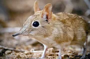 Elefantenspitzmaus: Dank seiner langen beweglichen Nase, die an einen R&uuml;ssel erinnert, hat dieser kleine insektenfressende S&auml;uger seinen Namen bekommen.