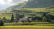 Weingut Sepp Moser Weingut Sepp Moser
