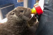 Junger Fischotter trinkt: Otterbabys brauchen spezielle Milch, wenn sie als Jungtiere vom Menschen aufgezogen werden. Junger Fischotter trinkt: Otterbabys brauchen spezielle Milch, wenn sie als Jungtiere vom Menschen aufgezogen werden.