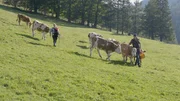 Resi und Franz Rodlauer mit K&uuml;hen auf der Zickerreithalm