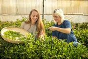 In Brandenburg plant Antje K&uuml;hnle (l.), den ersten in Deutschland angebauten Matcha herzustellen. Doch noch ist das eine gro&szlig;e Vision.