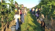 Honza vom Weingut Vitikultur Moser posiert für ein Foto Honza vom Weingut Vitikultur Moser posiert für ein Foto