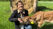 Kälbchen Jalo ist ein Auerrind. Das sind Rinder, die gezüchtet werden, um dem Auerochsen so ähnlich wie möglich zu werden. Kälbchen Jalo ist ein Auerrind. Das sind Rinder, die gezüchtet werden, um dem Auerochsen so ähnlich wie möglich zu werden.