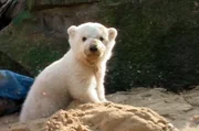 Das Jahr 2007 &ndash; Eisb&auml;r-Baby Knut aus dem Berliner Zoo begeistert die Welt, der Orkan &bdquo;Kyrill&ldquo; fegt &uuml;ber die Stadt und Berlin wird zur Hochburg der "digitalen Boheme".