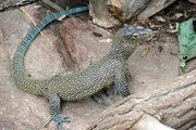 Bei der Reinigung der Waran-Anlage im Reptilienhaus des Tierparks geht ohne einen Sicherheitsposten überhaupt nichts: Während ein Tierpfleger putzt, muss der andere die beiden Hechtalligatoren in Schach halten. - Blauschwanzwaran Bei der Reinigung der Waran-Anlage im Reptilienhaus des Tierparks geht ohne einen Sicherheitsposten überhaupt nichts: Während ein Tierpfleger putzt, muss der andere die beiden Hechtalligatoren in Schach halten. - Blauschwanzwaran