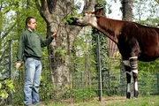 Panda, Gorilla & Co. - Geschichten aus dem Zoo Berlin und Tierpark Berlin, Tierpfleger Steffen Ernst mit Okapi-Weibchen Batouri im Zoo. Panda, Gorilla & Co. - Geschichten aus dem Zoo Berlin und Tierpark Berlin, Tierpfleger Steffen Ernst mit Okapi-Weibchen Batouri im Zoo.