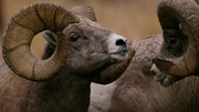 Männliche Dickhornschafe kämpfen um die Gunst der Weibchen - nur der Sieger darf sich mit den Weibchen paaren. Dazu rammen die Männchen ihre Hörner mit voller Wucht gegeneinander, bis einer aufgibt. Männliche Dickhornschafe kämpfen um die Gunst der Weibchen - nur der Sieger darf sich mit den Weibchen paaren. Dazu rammen die Männchen ihre Hörner mit voller Wucht gegeneinander, bis einer aufgibt.
