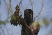 Ryan hält einen Zweig mit Früchten hoch, während er einige davon pflückt. Ryan hält einen Zweig mit Früchten hoch, während er einige davon pflückt.