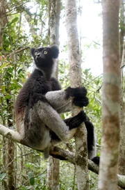 Der Indri ist der gr&ouml;&szlig;te aller Lemuren. Seine Rufe erinnern an die Ges&auml;nge von Buckelwalen.