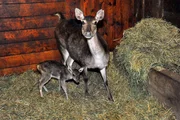 Kindersegen im Hirschrevier des Tierparks, hier ein Jungtier bei den Timor-Hirschen. Kindersegen im Hirschrevier des Tierparks, hier ein Jungtier bei den Timor-Hirschen.