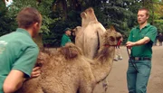 ARD/NDR LEOPARD, SEEBÄR & CO., FOLGE 92, "Otterbabys beim "Kinderarzt". ARD/NDR LEOPARD, SEEBÄR & CO., FOLGE 92, "Otterbabys beim "Kinderarzt".