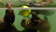 Zum Spielen bekommen die Riesenotter eine Unterwassermelone.