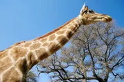 Langer Hals und gro&szlig;es Herz: Das zeichnet Giraffen aus. Sie haben das gr&ouml;&szlig;te Herz aller landlebenden S&auml;ugetiere.
