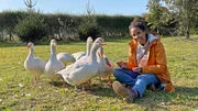 Alex‘ Gänse sind so lieb, dass Pia sich schon nach kurzer Zeit zu ihnen setzen und mit ihnen um die Wette schnattern kann. Alex‘ Gänse sind so lieb, dass Pia sich schon nach kurzer Zeit zu ihnen setzen und mit ihnen um die Wette schnattern kann.