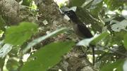 Bei fast allen Paradiesvögeln sind die weiblichen Tiere in ihrem Federkleid regelrecht schlichte Erscheinungen. Zudem ähneln sich viele Arten, so dass ein grauer Vogel gar nicht so leicht zu bestimmen ist. Bei fast allen Paradiesvögeln sind die weiblichen Tiere in ihrem Federkleid regelrecht schlichte Erscheinungen. Zudem ähneln sich viele Arten, so dass ein grauer Vogel gar nicht so leicht zu bestimmen ist.