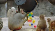 ARD/NDR LEOPARD, SEEBÄR & CO., FOLGE 92, "Otterbabys beim "Kinderarzt"", im Pavian-Gehege spielen die Affen mit bunten Bällen. ARD/NDR LEOPARD, SEEBÄR & CO., FOLGE 92, "Otterbabys beim "Kinderarzt"", im Pavian-Gehege spielen die Affen mit bunten Bällen.