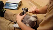 Im Tropen-Aquarium wird das mutterlose Kattababy Mangoky mit der Flasche gro&szlig;gezogen.