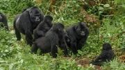 Eine Gruppe von Berggorillas inspiziert neugierig ein künstliches Gorilla-Baby, in dem eine Kamera versteckt ist. Eine Gruppe von Berggorillas inspiziert neugierig ein künstliches Gorilla-Baby, in dem eine Kamera versteckt ist.