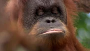 Die Orang-Utans nehmen ihre Leckerlis ganz genau unter die Lupe. Die Orang-Utans nehmen ihre Leckerlis ganz genau unter die Lupe.