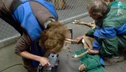Ein Impala wird geröngt. Ein Impala wird geröngt.