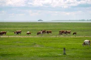 Seit über 150 Jahren gibt es im nördlichen Teil der Insel Hiddensee Rinder. Sie werden dort als "Landschaftspfleger" eingesetzt. Seit über 150 Jahren gibt es im nördlichen Teil der Insel Hiddensee Rinder. Sie werden dort als "Landschaftspfleger" eingesetzt.