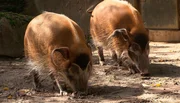 Die Pinselohrschweine schnüffeln ihr Gehege nach den vergrabenen Gewürzen ab. Die Pinselohrschweine schnüffeln ihr Gehege nach den vergrabenen Gewürzen ab.