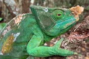 Das Parsons Cham&auml;leon jagt nach Insekten und kleinen Wirbeltieren. Auch andere Cham&auml;leons stehen auf seinem Speiseplan.