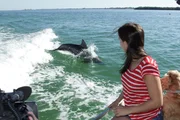 Delfine sind sehr verspielt. Sie lieben es, in der Bugwelle von Booten zu schwimmen. Anna macht hier eine Bootstour in der Bucht von Sarasota. Delfine sind sehr verspielt. Sie lieben es, in der Bugwelle von Booten zu schwimmen. Anna macht hier eine Bootstour in der Bucht von Sarasota.