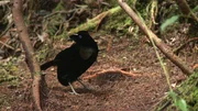 Ein männlicher Strahlenparadiesvogel am Balzplatz. Ein männlicher Strahlenparadiesvogel am Balzplatz.