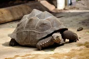 ARD/rbb PANDA, GORILLA & CO., TEIL 241, "Geschichten aus dem Zoo Berlin und Tierpark Berlin", Ein Kraftakt steht den Tierpflegerinnen im Reptilienhaus bevor: Hier müssen die Riesenschildkröten gewogen werden, die mittlerweile fast einen Zehnter wiegen! ARD/rbb PANDA, GORILLA & CO., TEIL 241, "Geschichten aus dem Zoo Berlin und Tierpark Berlin", Ein Kraftakt steht den Tierpflegerinnen im Reptilienhaus bevor: Hier müssen die Riesenschildkröten gewogen werden, die mittlerweile fast einen Zehnter wiegen!