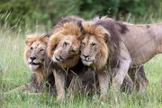 Die M&auml;nnchen des Rudels &ndash; Olepolos, Osapuk und Orkitok &ndash; sind eng miteinander verbunden.