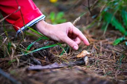 Murder by mushrooms - T&ouml;dliches Familienessen  +++ Die Verwendung des sendungsbezogenen Materials ist nur mit dem Hinweis und Verlinkung auf RTL+ gestattet. +++