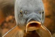 Der Karpfen ist eine der bekanntesten europäischen Fischarten. Er ernährt sich hauptsächlich von am Boden lebenden Kleinlebewesen wie Insektenlarven, Schnecken und Würmern. Der Karpfen ist eine der bekanntesten europäischen Fischarten. Er ernährt sich hauptsächlich von am Boden lebenden Kleinlebewesen wie Insektenlarven, Schnecken und Würmern.