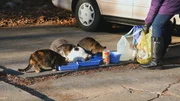 Feral cats eating outside. Feral cats eating outside.