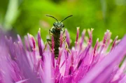 Eine Biene sitzt auf einer Flockenblume.