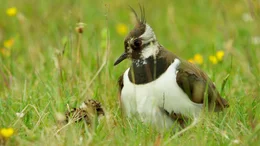 Kiebitz (Vanellus vanellus) mit K&uuml;ken.
