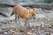 Im Tierpark Berlin sollen sich die Rothunde richtig austoben. Ihr Futter wird deshalb an eine Art Bungee-Seil angebracht. Im Tierpark Berlin sollen sich die Rothunde richtig austoben. Ihr Futter wird deshalb an eine Art Bungee-Seil angebracht.