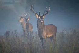 Rothirsch (Cervus elaphus).