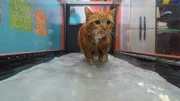 Cat walking on water treadmill. Cat walking on water treadmill.